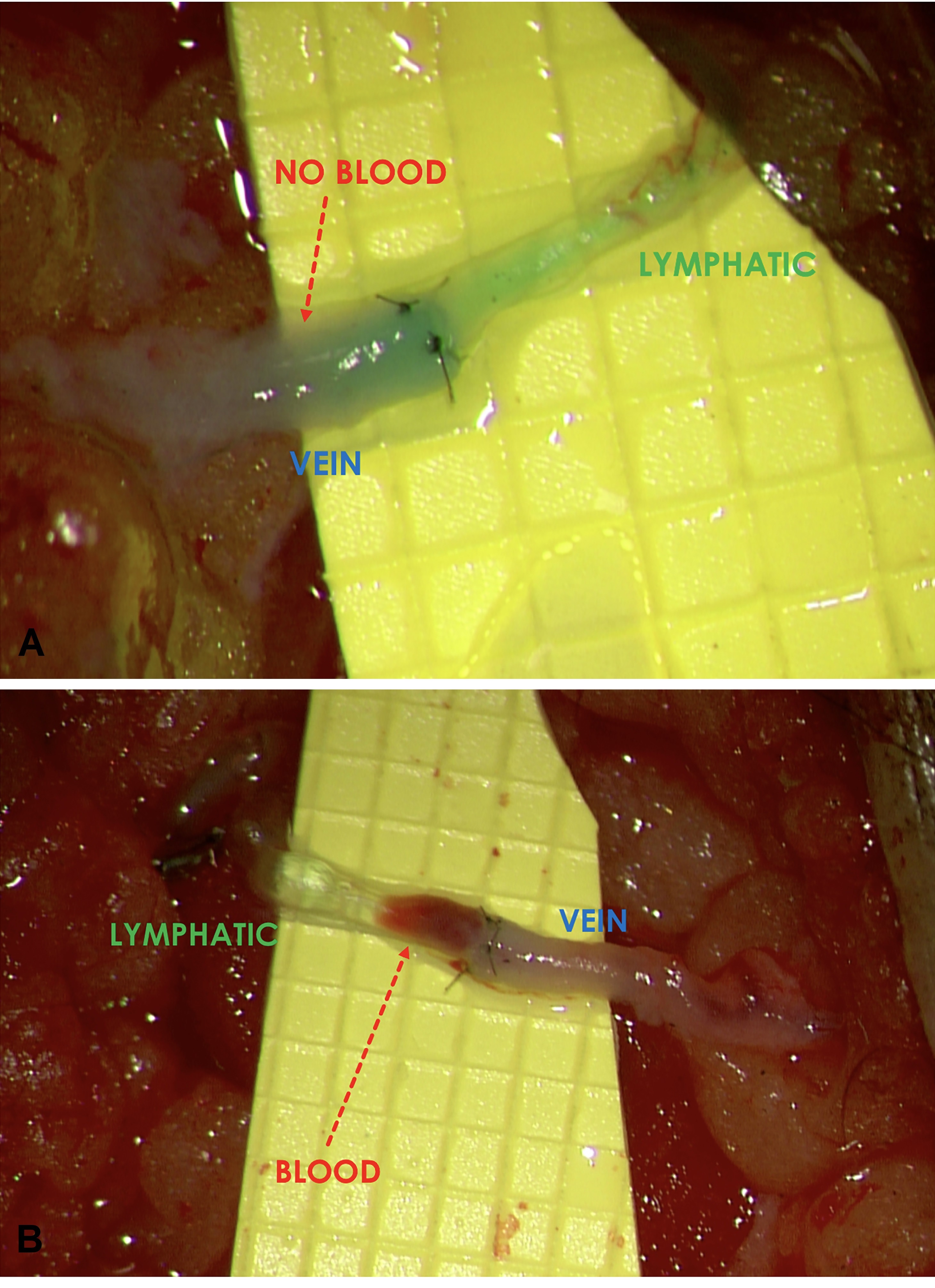 Figure 1.jpg